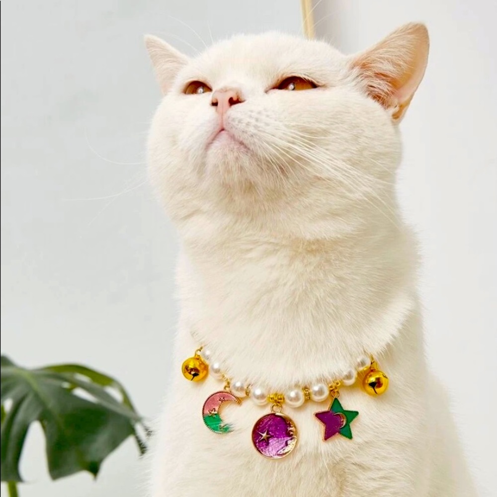 Cat collar start 🥰